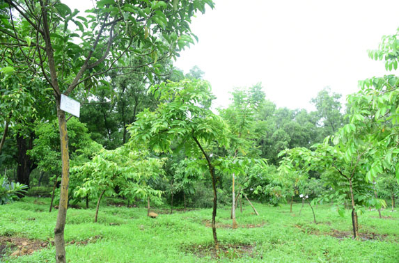 Tree Plantation at Aarey Colony