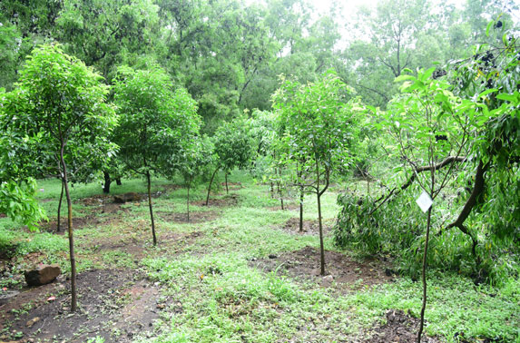 Tree Plantation at Aarey Colony