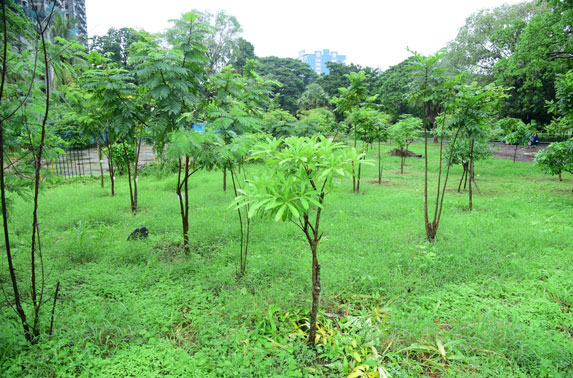 Tree Plantation at Naval Land - Kanjurmarg