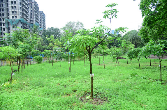 Tree Plantation at Naval Land - Kanjurmarg
